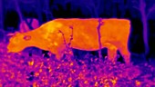 Thermographic of cow grazing