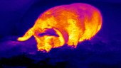 Thermographic timelapse of pig