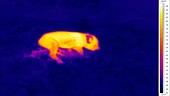 Thermographic of piglet