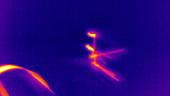 Thermographic of dragonflies