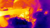 Thermographic of lamb being born