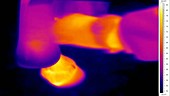 Thermographic of horse's leg