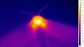 Thermographic of moth