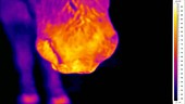 Thermographic of horse's nose