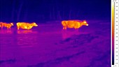 Thermographic of cows in river