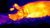 Thermographic of pigs