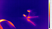 Thermographic of dragonflies