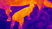 Thermographic timelapse of lambs