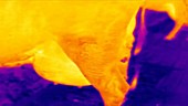 Thermographic of cow defecating