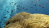 Sea anemone and fish