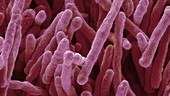 Mycobacterium smegmatis bacteria, SEM