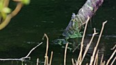 Grey wagtail catching insects