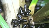 Common toad juveniles