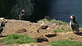 Atlantic puffin on a cliff edge