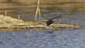 Common moorhen