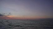 Gannet in flight at dusk