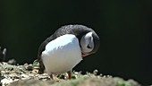 Atlantic puffin preening