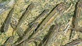 Common minnows