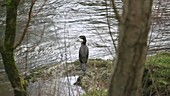 Great cormorant