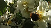 Tree bumblebee visiting blossoms