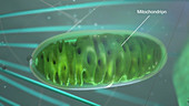 Mitochondrion in a cell
