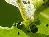 Caterpillars feeding on a leaf