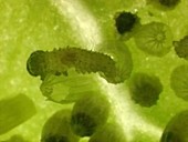 Caterpillars hatching and feeding