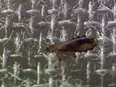 Head louse on fabric