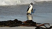 African penguin in the waves