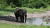 African elephant drinking, Malawi