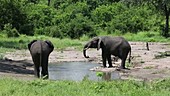 African elephants, Malawi