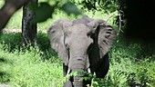 African elephant eating, Malawi