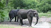 African elephants, Malawi