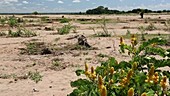 Farmland buried under flood debris