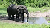 African elephant drinking, Malawi