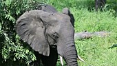 African elephant eating, Malawi