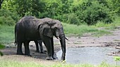 African elephants drinking, Malawi