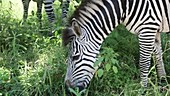 Grant's Zebra, Malawi