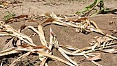 Maize crops destroyed by flood, Malawi