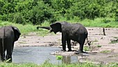 African elephants, Malawi