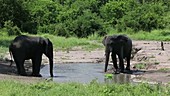 African elephants, Malawi