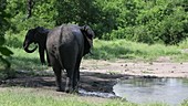 African elephants drinking, Malawi