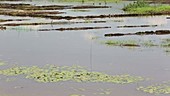 Flooded farmland, Malawi