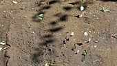 Ant chasing butterflies, Malawi
