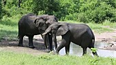 African elephants drinking, Malawi
