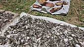 Fish drying in a refugee camp, Malawi
