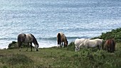 Welsh ponies grazing by the sea