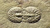 Agnostid trilobite