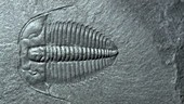 Fossil trilobite Olenus truncatus