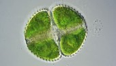 Cosmarium alga, light microscopy